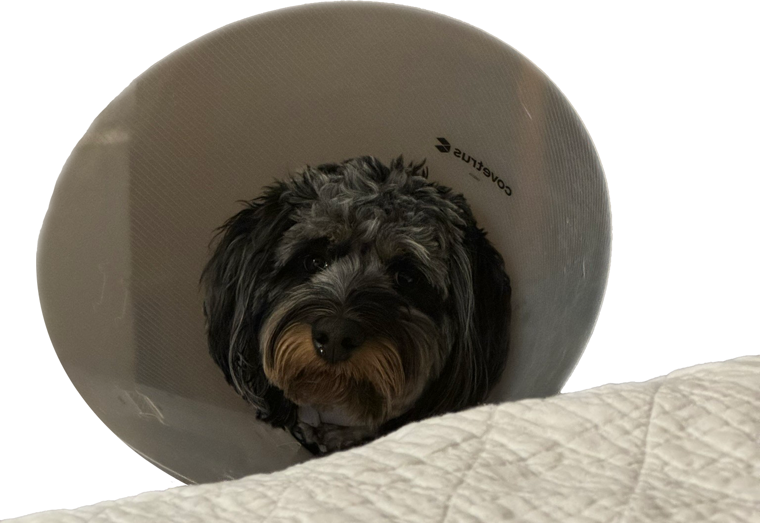 A picture of a puppy wearing a cone looking at the camera with her head tilted.
